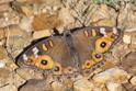 Junonia villida (Meadow Argus).jpg